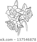 Drawing of a bouquet of daffodils 137546878