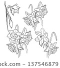 Drawing of a bouquet of daffodils 137546879