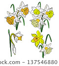 Drawing of a bouquet of daffodils 137546880