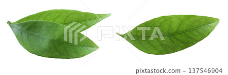 Green lychee leaf isolated on a white background 137546904