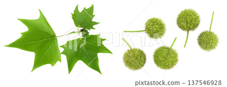Platanus tree, sycamore leave and fruit isolated on white background. Top view. Flat lay Platanus tree, sycamore leave and fruit isolated on white background. Top view. Flat lay 137546928