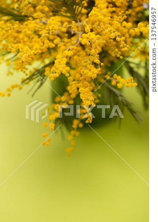 Beautiful fluffy mimosa flowers close up against a colored background. Spring compositions well for Womens day, Mothers day or Easter celebrations, seasonal decor or social media posts background Beautiful fluffy mimosa flowers close up against a colored background. Spring compositions well for Womens day, Mothers day or Easter celebrations, seasonal decor or social media posts background 137546957