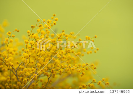 Beautiful fluffy mimosa flowers close up against a colored background. Spring compositions well for Womens day, Mothers day or Easter celebrations, seasonal decor or social media posts background Beautiful fluffy mimosa flowers close up against a colored background. Spring compositions well for Womens day, Mothers day or Easter celebrations, seasonal decor or social media posts background 137546965