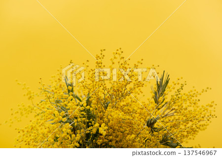 Beautiful fluffy mimosa flowers close up against a colored background. Spring compositions well for Womens day, Mothers day or Easter celebrations, seasonal decor or social media posts background Beautiful fluffy mimosa flowers close up against a colored background. Spring compositions well for Womens day, Mothers day or Easter celebrations, seasonal decor or social media posts background 137546967