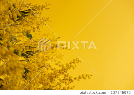 Bouquet of mimosa flower in the modern green glass vase, against color background. Spring composition is good for Easter celebration and seasonal decor. Bouquet of mimosa flower in the modern green glass vase, against color background. Spring composition is good for Easter celebration and seasonal decor. 137546973