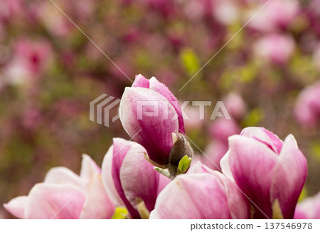 Beautiful Pink magnolia blooming in the spring garden. Blooming magnolia flower close up with soft bokeh. 137546978