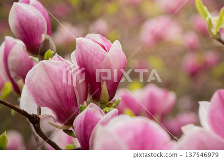 Beautiful Pink magnolia blooming in the spring garden. Blooming magnolia flower close up with soft bokeh. Beautiful Pink magnolia blooming in the spring garden. Blooming magnolia flower close up with soft bokeh. 137546979
