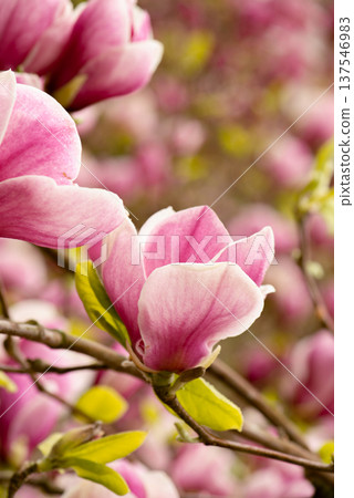 Beautiful Pink magnolia blooming in the spring garden. Blooming magnolia flower close up with soft bokeh. Beautiful Pink magnolia blooming in the spring garden. Blooming magnolia flower close up with soft bokeh. 137546983