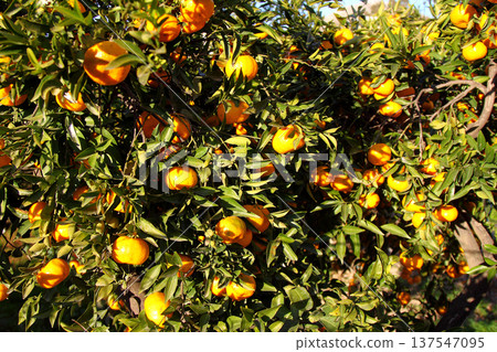 Orange mandarin on the tree Orange mandarin on the tree 137547095