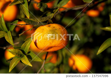 Orange mandarin on the tree Orange mandarin on the tree 137547096