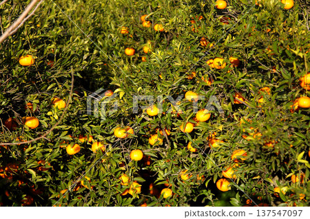 Orange mandarin on the tree Orange mandarin on the tree 137547097