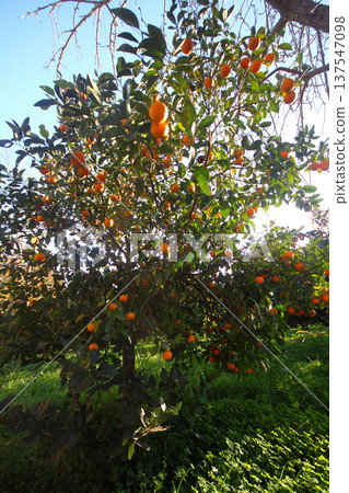 Orange mandarin on the tree Orange mandarin on the tree 137547098