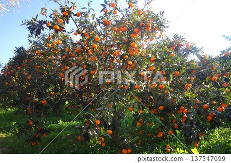 Orange mandarin on the tree Orange mandarin on the tree 137547099