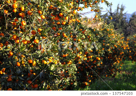 Orange mandarin on the tree Orange mandarin on the tree 137547103