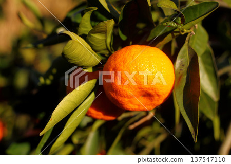 Orange mandarin on the tree Orange mandarin on the tree 137547110
