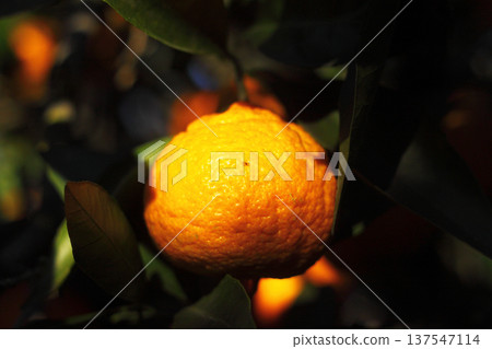 Orange mandarin on the tree Orange mandarin on the tree 137547114