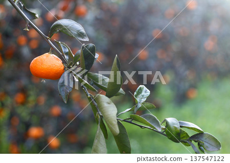Orange mandarin on the tree Orange mandarin on the tree 137547122