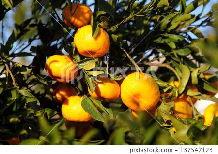 Orange mandarin on the tree Orange mandarin on the tree 137547123