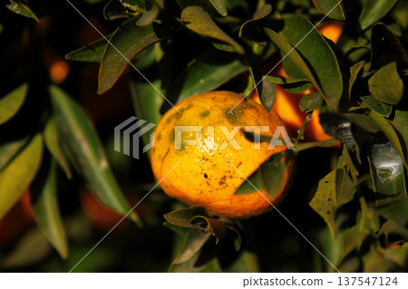 Orange mandarin on the tree Orange mandarin on the tree 137547124