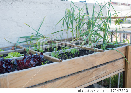 Urban growing table with lettuce, garlic, radish and onion plants Urban growing table with lettuce, garlic, radish and onion plants 137547230