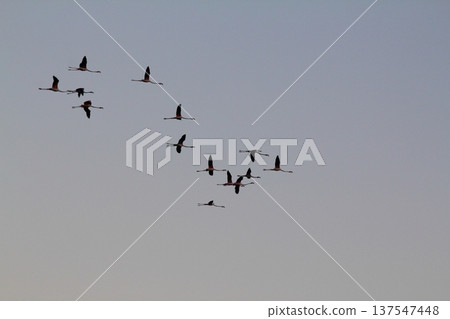 flamingos in the sky flamingos in the sky 137547448