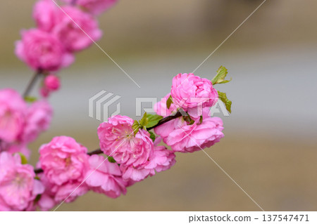 Pink cherry blossoms on branch with soft bokeh background Pink cherry blossoms on branch with soft bokeh background 137547471