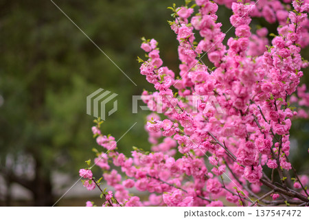 Pink Cherry Blossoms Blooming in Spring Pink Cherry Blossoms Blooming in Spring 137547472