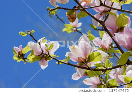 Pink magnolia blossoms on branches against blue spring sky Pink magnolia blossoms on branches against blue spring sky 137547475