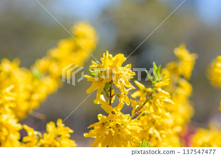 Yellow forsythia blossoms in spring sunlight Yellow forsythia blossoms in spring sunlight 137547477