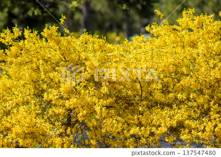 Bright yellow forsythia shrubs blooming in spring Bright yellow forsythia shrubs blooming in spring 137547480