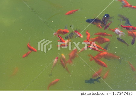 Fishing float above pond with goldfish swimming below Fishing float above pond with goldfish swimming below 137547485