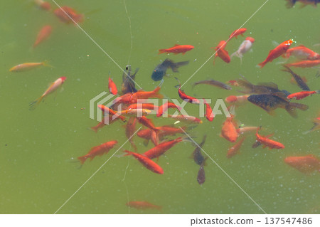 Fishing float above pond with goldfish swimming below 137547486
