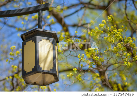 Vintage outdoor lantern with spring tree buds and blue sky 137547489