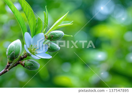Close up View of Almond Nuts Growing in the Garden With Green Leaves and Space 137547895