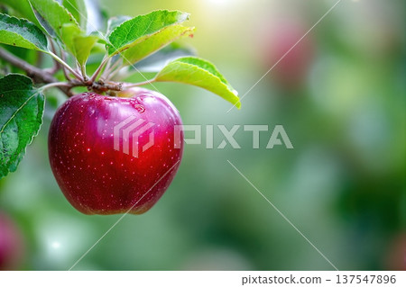 Close up of Red Apple Hanging on Tree Branch in Garden With Space for Text 137547896