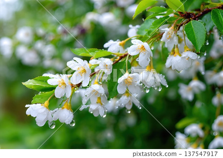 Close up of Bird Cherry Blossoms Growing in Garden With Water Droplets on Petals Close up of Bird Cherry Blossoms Growing in Garden With Water Droplets on Petals 137547917