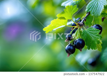 Close up of Black Currant Berries Growing in a Garden With Leaves Under Natural Light 137547922