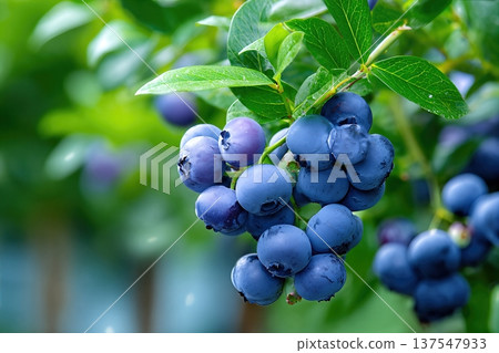 Close up View of Blueberries Growing in the Garden During Summer Season Close up View of Blueberries Growing in the Garden During Summer Season 137547933
