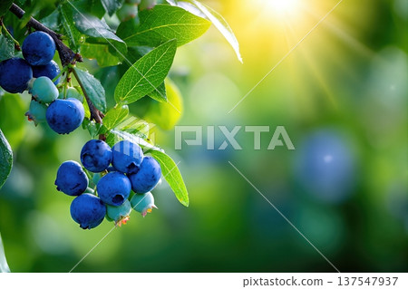 Close up of Blueberries Growing in the Garden With Light Shining Through Leaves Close up of Blueberries Growing in the Garden With Light Shining Through Leaves 137547937