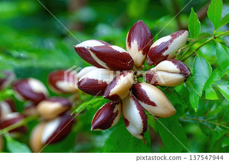 Brazil Nuts Growing in a Garden Close up Showing Green Leaves and Nuts Brazil Nuts Growing in a Garden Close up Showing Green Leaves and Nuts 137547944
