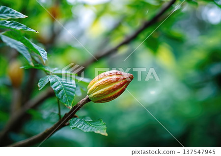 Cacao Pod Growing on a Branch in the Garden With Green Leaves Surrounding It Cacao Pod Growing on a Branch in the Garden With Green Leaves Surrounding It 137547945