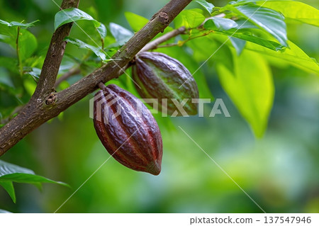 Cacao Bob Growing in Garden With Green Leaves Close to Harvest Season Cacao Bob Growing in Garden With Green Leaves Close to Harvest Season 137547946