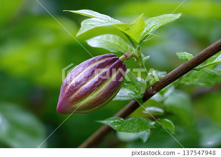 Close up of Cacao Bob Growing in Garden With Space for Text Close up of Cacao Bob Growing in Garden With Space for Text 137547948