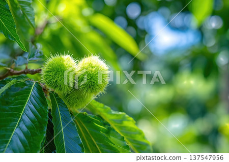 Chestnuts Growing on Trees in the Garden During Sunny Weather With Space for Text Chestnuts Growing on Trees in the Garden During Sunny Weather With Space for Text 137547956
