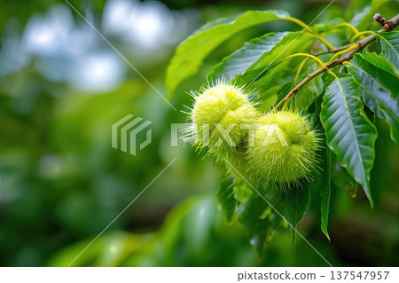Close up View of Chestnuts Growing in a Garden With Bright Green Leaves Close up View of Chestnuts Growing in a Garden With Bright Green Leaves 137547957