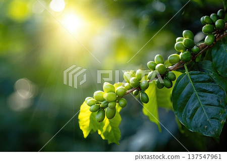Close up of Coffee Beans Growing in the Garden With Sunlight Shining Through Leaves Close up of Coffee Beans Growing in the Garden With Sunlight Shining Through Leaves 137547961