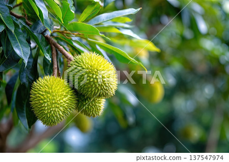 Close up of Durian Fruit Growing in Garden With Room for Text About Durian Care 137547974