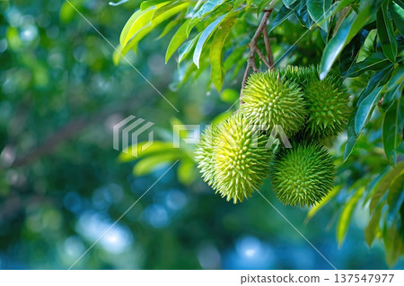 Close up of Durian Growing in Garden Shows Unique Fruit Close to Ripening Stage 137547977