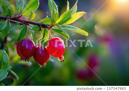 Close up View of Foxberries Growing in a Garden With Sunlight in the Background Close up View of Foxberries Growing in a Garden With Sunlight in the Background 137547983