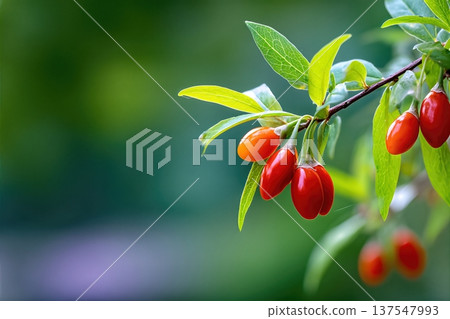 Goji Berries Growing on a Branch in a Garden With Clear Space for Text Goji Berries Growing on a Branch in a Garden With Clear Space for Text 137547993